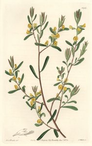 Pultanea flexilis, hjemmehørende i Australia - S. Watts sterkt vann fra en illustrasjon av Sarah Anne Drake (1803-1857), fra Botanical Register av Sydenham Teast Edwards