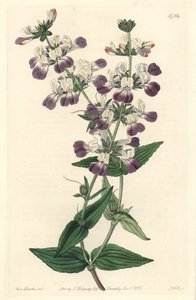 Purple Chinese Pagoda, opprinnelig fra California - S. Watts Strong Water fra en illustrasjon av Sarah Anne Drake (1803-1857), fra Botanical Register av Sydenham Teast Edwards