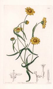 Queen Daisy of California - Gravert av S.Watts, fra en illustrasjon av Sarah Anne Drake (1803-1857), fra Botanical Register of Sydenham Edwards (1768-1819), England av Sydenham Teast Edwards