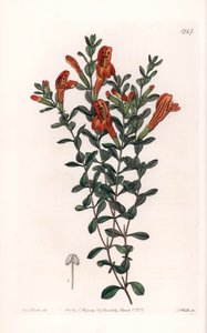 Red Clinopode Variete - Gravert av S. Watts, fra en illustrasjon av Sarah Anne Drake (1803-1857), fra Botanical Register of Sydenham Edwards (1768-1819), England av Sydenham Teast Edwards