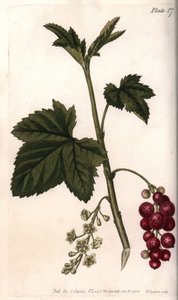 Rød rips. Farget kobberstikk, illustrasjon av Sydenham Edwards (1768-1819) for Conferences of Botanical, Botanical Garden of Lambeth (England) av Sydenham Teast Edwards