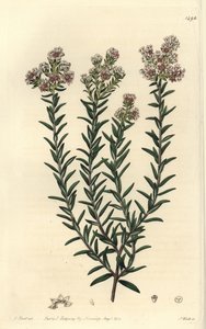 Rød soulangia, Soulangia rubra. Håndfarget kobberstikk av S. Watts etter en illustrasjon av J. Hart fra Sydenham Edwards' Botanical Register, Ridgeway, London av Sydenham Teast Edwards