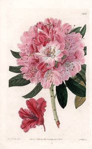 Rhododendron Hybrid Variete - Gravert av S.Watts, fra en illustrasjon av Sarah Anne Drake (1803-1857), fra Botanical Register of Sydenham Edwards (1768-1819), England av Sydenham Teast Edwards