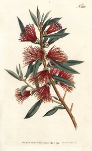 Skylleflaskesitrin, flaskeskyll eller rødstiftplante - Crimson flaskebørste, Callistemon citrinus (Harsh-Lev'd metrosideros, Metrosideros citrina). Håndfarget kobberstikk av Sansom etter en illustrasjon av Sydenham Edwards fra William Curtis' Bo av Sydenham Teast Edwards