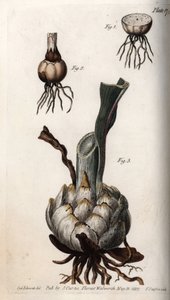 Rot og liljeløk. Farget kobberstikk, illustrasjon av Sydenham Edwards (1768-1819) for Conferences of Botanical, Botanical Garden of Lambeth (England) av Sydenham Teast Edwards