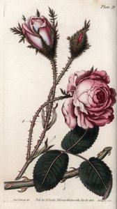 Rose, rose blomst hundre blader. Farget kobberstikk, illustrasjon av Sydenham Edwards (1768-1819) for Conferences of Botanical, Botanical Garden of Lambeth (England) av Sydenham Teast Edwards
