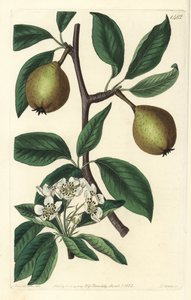Salviebladpære - salviebladpære, Pyrus salviifolia (Pyrus salvifolia). Håndfarget kobberstikk av S. Watts etter en illustrasjon av Sarah Drake fra Sydenham Edwards