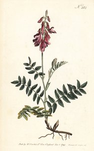 Sainfoin des Alpes - Alpine sainfoin, Hedysarum hedysaroides (Creeping rooted hedysarum obscurum) - Håndfarget kobberstikk av Sansom etter en illustrasjon av Sydenham Edwards fra William Curtis' Botanical Magazine, London av Sydenham Teast Edwards