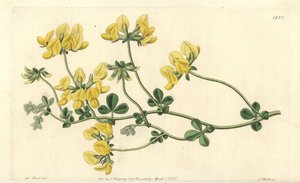 Sand lotus - Sand lotus, Lotus arenarius. Håndfarget kobberstikk av S. Watts etter en illustrasjon av M. Hart fra Sydenham Edwards' Botanical Register, Ridgeway, London av Sydenham Teast Edwards