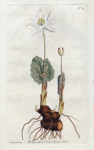 Sanguinaire du Canada - Litografi av Sydenham Edwards (1768-1819), plate fra William Curtis