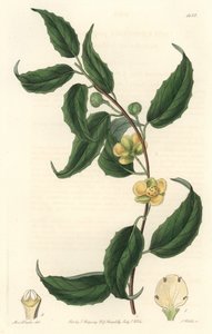 Schisandra har gule blomster, hjemmehørende i Nepal - Water forte av S. Watts fra en illustrasjon av Sarah Anne Drake (1803-1857), fra Botanical Register av Sydenham Teast Edwards