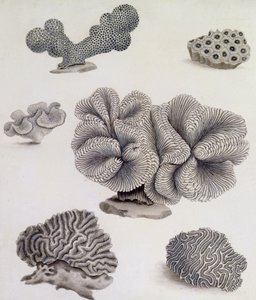 Skjell og marin flora (blyant, penn, blekk og akvarell) (se også 351985, 351986 og 351987) av Sydenham Teast Edwards
