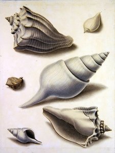 Skjell og marin flora (blyant, penn, blekk og akvarell på papir) (se også 351984, 351985 og 351987) av Sydenham Teast Edwards