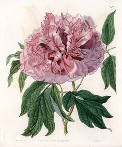 Buskpion eller sauepion - Gravert tavle av S.Watts, fra en illustrasjon av Sarah Anne Drake (1803-1857), fra Botanical Register of Sydenham Edwards (1768-1819), England av Sydenham Teast Edwards