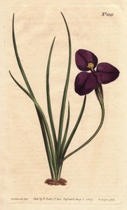 Silkeaktig patersonia med mørk lilla blomst. Oppkalt etter oberst Paterson, som studerte australsk flora. Silkeaktig patersonia med mørk lilla blomst. Innfødt i Australia. Oppkalt etter oberst Paterson, assisterende guvernør i New South Wales. Patersonia s av Sydenham Teast Edwards