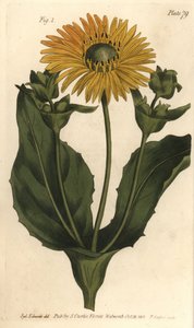 Silphium eller rosinweed, Silphium asteriscus, Polygamia nessaria. Håndfarget kobberstikk av F. Sansom av en botanisk illustrasjon av Sydenham Edwards for William Curtis' Lectures on Botany, som ble levert i Botanic Garden at Lambeth av Sydenham Teast Edwards