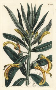 Siphocampylus giganteus, truet (Gigantisk lobelia, Lobelia gigantea). Håndfarget kobberstikk av F. Sansom Jr. etter en illustrasjon av Sydenham Edwards fra William Curtis' Botanical Magazine, T. Curtis, London av Sydenham Teast Edwards