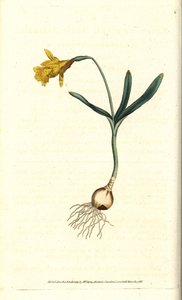 Liten narcissus - Minst påskelilje, Narcissus pseudonarcissus subsp. mindre (Narcissus minor). Håndfarget kobberstikk etter en botanisk illustrasjon av James Sowerby fra William Curtis' The Botanical Magazine, Lambeth Marsh, London av Sydenham Teast Edwards
