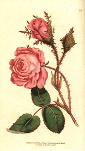 Glitrende rose (gnistrende rose) - Rosa mose, Rosa centifolia f. muscosa (Rosa muscosa). Håndfarget kobberstikk etter en botanisk illustrasjon fra William Curtis' The Botanical Magazine, Lambeth Marsh, London av Sydenham Teast Edwards