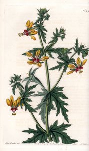 Spicy Poppy - Plate gravert av S.Watts, fra en illustrasjon av Sarah Anne Drake (1803-1857), fra Botanical Register of Sydenham Edwards (1768-1819), England av Sydenham Teast Edwards