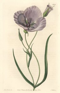 Splendid calochorte (splendid mariposa), hjemmehørende i California - Satiny calochortus eller splendid mariposa lily, Calochortus splendens, Native to California - Håndfarget kobberstikk S. Watts etter en illustrasjon av Miss Drake, fra Sydenham Edwar av Sydenham Teast Edwards
