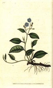 Spring Omphalodes eller Printaniere Little Borage - Krypende navleurt, Omphalodes verna (blå navlurt, Cynoglossum omphalodes). Håndfarget kobberstikk etter en botanisk illustrasjon av James Sowerby fra William Curtis' The Botanical Magazine, L av Sydenham Teast Edwards