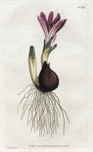 Spring bulbocode eller campanette - Litografi av Sydenham Edwards (1768-1819), fra William Curtis