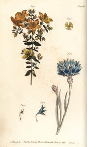 Johannesurt, Hypericum perforatum, Polyadelphia av Sydenham Teast Edwards