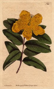 Johannesurt med brede gule blomster. Storblomstret johannesurt med gule blomster. Hypericum calycinum. Håndfarget kobberstikk fra en botanisk illustrasjon av Sydenham Edwards fra William Curtiss "" Botanical Magazine"" 1790-1800. av Sydenham Teast Edwards