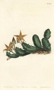 Stisseria geminata (Toblomstret stapelia, Stapelia geminata). Håndfarget kobberstikk av F. Sansom Jr. etter en illustrasjon av Sydenham Edwards fra William Curtis' Botanical Magazine, T. Curtis, London av Sydenham Teast Edwards
