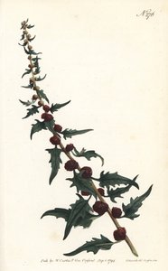 Jordbærspinard i baguette - Bladgåsefot, Chenopodium foliosum (Strawberry blite, Blitum virgatum). Håndfarget kobberstikk av Sansom etter en illustrasjon av Sydenham Edwards fra William Curtis