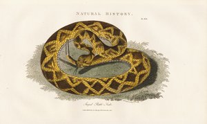 Stripete klapperslange av Sydenham Teast Edwards