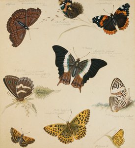 Studier av sommerfugler og insekter, av Sydenham Teast Edwards