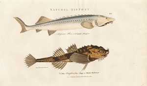 Stør og Pogge av Sydenham Teast Edwards