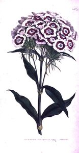Sweet William or Bearded Pink (Dianthus barbatus), tallerken 205 fra William Curtis 