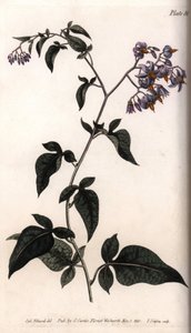 Søt bitter eller bitter søt nattskygge. Farget kobberstikk, illustrasjon av Sydenham Edwards (1768-1819) for Conferences of Botanical, Botanical Garden of Lambeth (England) av Sydenham Teast Edwards
