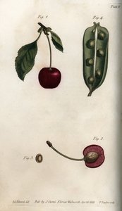 Ertens pericarp (belgfrukt) og delen av frukten av kirsebær (eller villkirsebær eller fugler). Farget kobberstikk, illustrasjon av Sydenham Edwards (1768-1819) for Conferences of Botanical, Botanical Garden of Lambeth (England) av Sydenham Teast Edwards