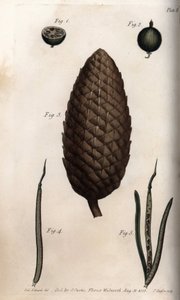Baksiden av stikkelsbær har makrell, frukt av furu og kløvervegger (eller ravenell). Farget kobberstikk, illustrasjon av Sydenham Edwards (1768-1819) for Conferences of Botanical, Botanical Garden of Lambeth (England) av Sydenham Teast Edwards