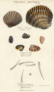 Tornet hjertemusling, Cardium echinatum, avkortet spinn, Donax crenulata, og åttekantet tannskall, Dentalium octangulatum. Håndfarget kobberstikk etter Sydenham Edwards fra John Mason Goods Pantologia, a New Encyclopedia, G. Kearsley, London av Sydenham Teast Edwards
