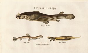 Tre uvanlige fiskearter av Sydenham Teast Edwards