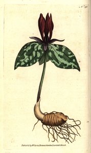 Toadshade eller sittende trillium, Trillium sittende. Håndfarget kobberstikk etter en botanisk illustrasjon av James Sowerby fra William Curtis' The Botanical Magazine, Lambeth Marsh, London av Sydenham Teast Edwards