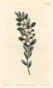 Tree a the eller australsk myrt - Coastal tea tree, Leptospermum laevigatum (Glatt fabricia, Fabricia laevigata). Håndfarget kobberstikk av F. Sansom Jr. etter en illustrasjon av Sydenham Edwards fra William Curtis