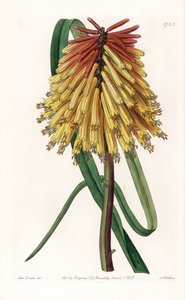Tritome en lang haug eller satans tison - Plate gravert av S.Watts, fra en illustrasjon av Sarah Anne Drake (1803-1857), fra Botanical Register of Sydenham Edwards (1768-1819), England av Sydenham Teast Edwards