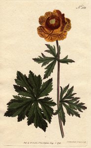Troll eller asiatisk gullball med mørkegul blomst, hjemmehørende i Sibir og Kappadokia. Asiatisk klodeblomst med dyp gul blomst. Innfødt i Sibir og Kappadokia. Trollius asiaticus. Håndfarget kobberstikk fra en botanisk illustrasjon av Syden av Sydenham Teast Edwards