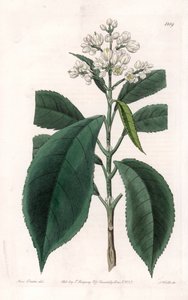 Turpinia Variete - Plate gravert av S.Watts, fra en illustrasjon av Sarah Anne Drake (1803-1857), fra Botanical Register of Sydenham Edwards (1768-1819), England av Sydenham Teast Edwards