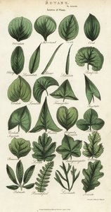 Typer blader av planter. Håndfarget kobberstikk etter Sydenham Edwards fra John Mason Goods Pantologia, a New Encyclopedia, G. Kearsley, London av Sydenham Teast Edwards