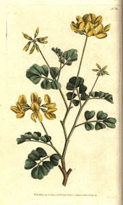 Valencia Coronilla - Skorpionvikke, Coronilla valentina subsp. glauca (sjøgrønn eller dagluktende coronilla, Coronilla glauca). Håndfarget kobberstikk etter en botanisk illustrasjon av Sydenham Edwards fra William Curtis