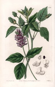 Variete de Psoralea - Gravert tavle av S.Watts, fra en illustrasjon av Sarah Anne Drake (1803-1857), fra Botanical Register of Sydenham Edwards (1768-1819), England av Sydenham Teast Edwards