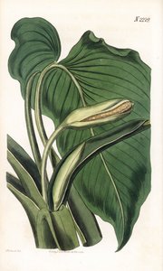Variete de calla ou arum - Aromatisk calla, Homalomena aromatica (Calla aromatica). Håndfarget kobberstikk av Weddell etter en illustrasjon av Sydenham Edwards fra Samuel Curtis