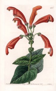 Variete de gesneria, en blomst i rør - Plate gravert av S.Watts, basert på en illustrasjon av Sarah Anne Drake (1803-1857), fra Botanical Register of Sydenham Edwards (1768-1819), England av Sydenham Teast Edwards